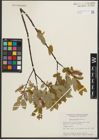 Foto von Salix pyrifolia Andersson